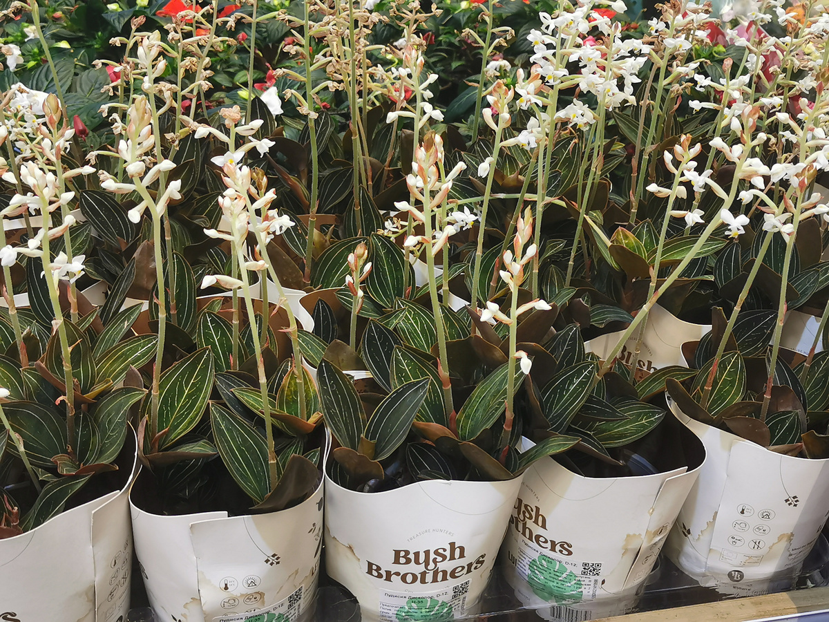 Лудиции симпатичные. Ценник еще не вывесили