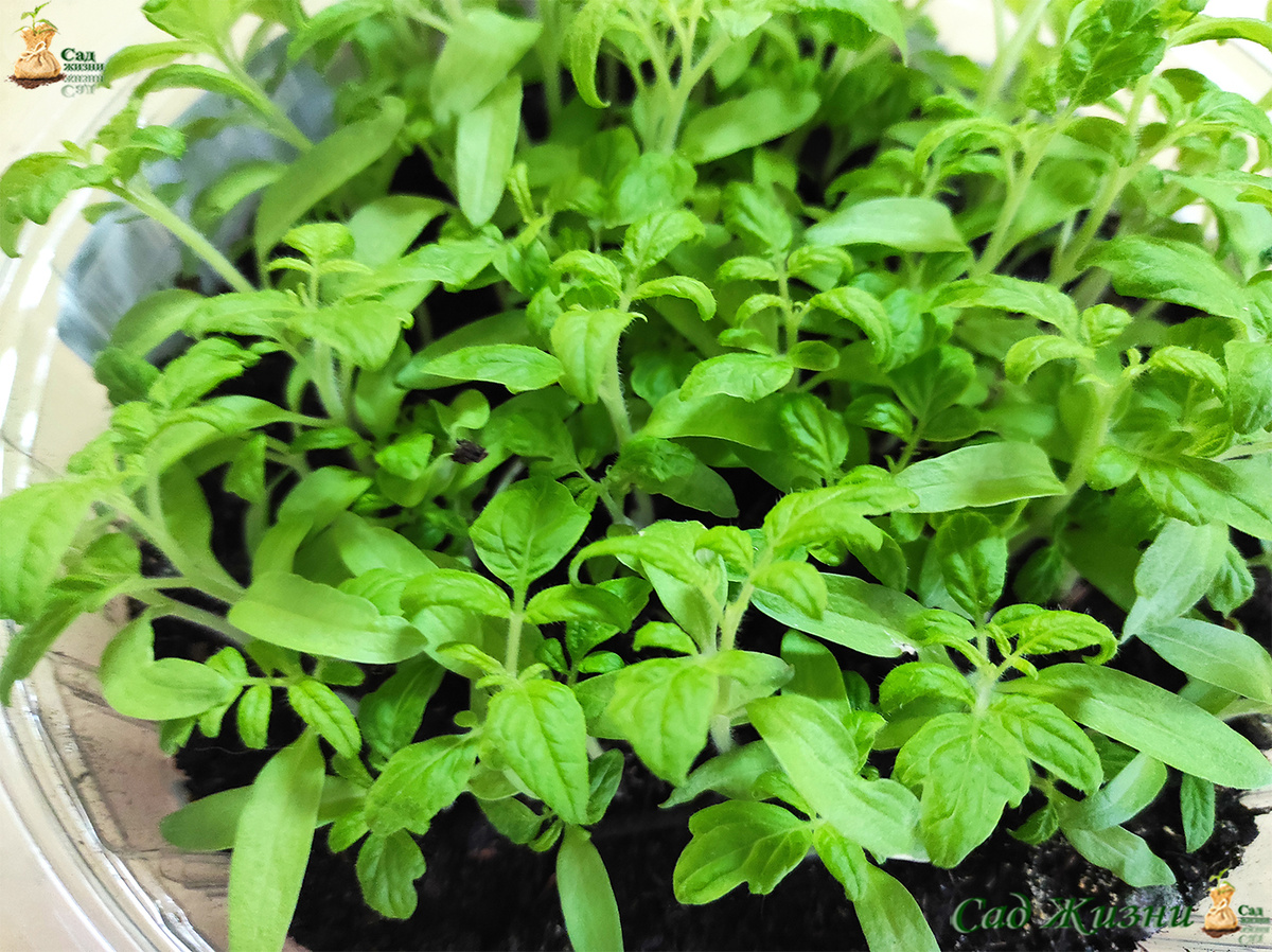 Когда всходы растут густо, растения начинают конкурировать за свет и питание