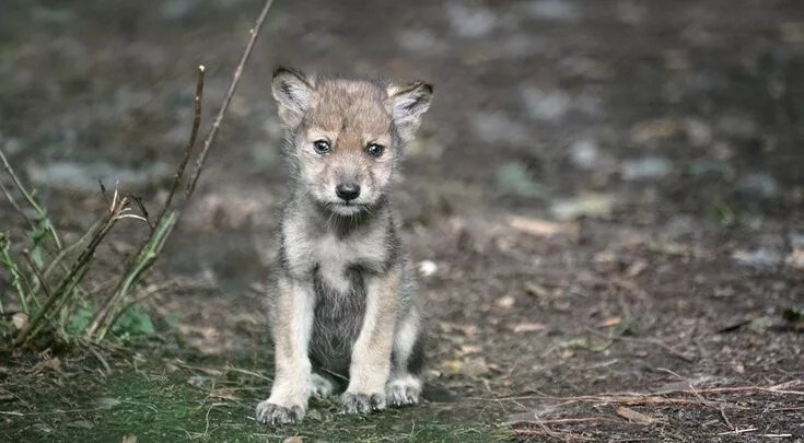 Фото из Яндекса