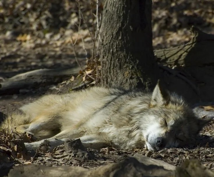 Фото из Яндекса