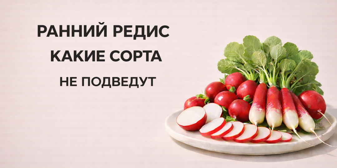 Ранний редис: как выбрать сорта без ошибки и не проиграть уже на первой грядке