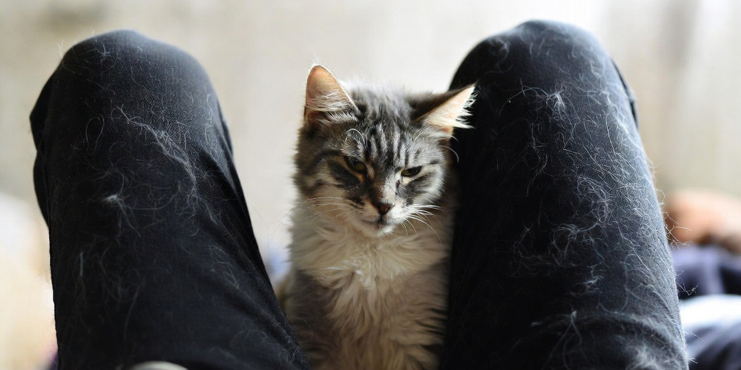 Шерсть повсюду? 5 натуральных способов уменьшить линьку без дорогих средств