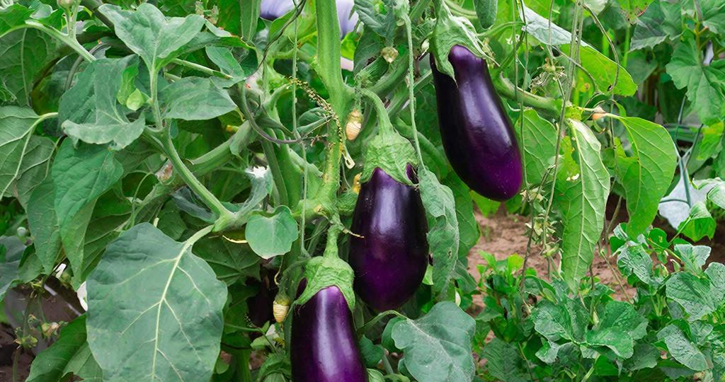 Секреты богатого урожая баклажанов: полный гид по подкормкам