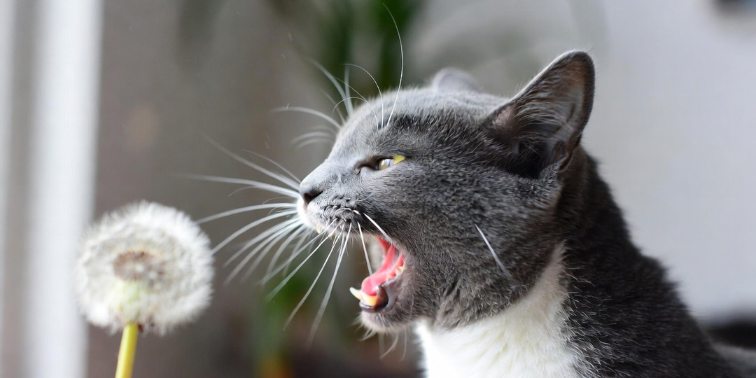 Кошка чихает без остановки: как понять - аллергия, вирус или просто пыль?