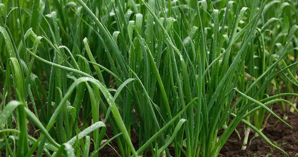 Березовый дёготь в огороде: защита лука от вредителей без химии