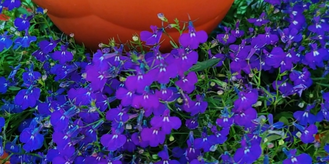 Что сею в марте и зачем черенкую лобелию