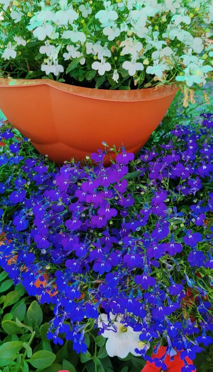 Ампельная лобелия