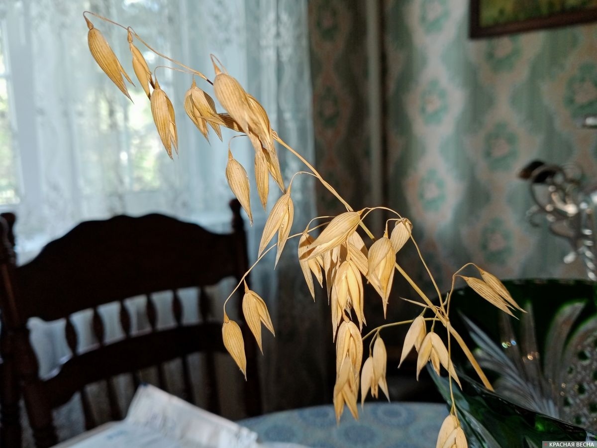     Овёс, овес   
Евгения Шевченко © ИА Красная Весна