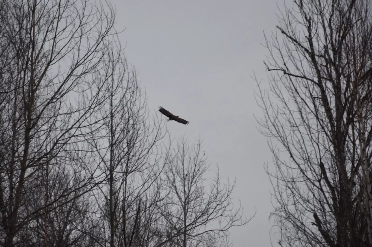    В Омской области заметили редкого орлана-белохвоста