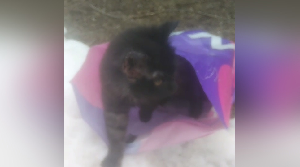 Воронежцы подобрали выброшенного на улицу котёнка в пакете