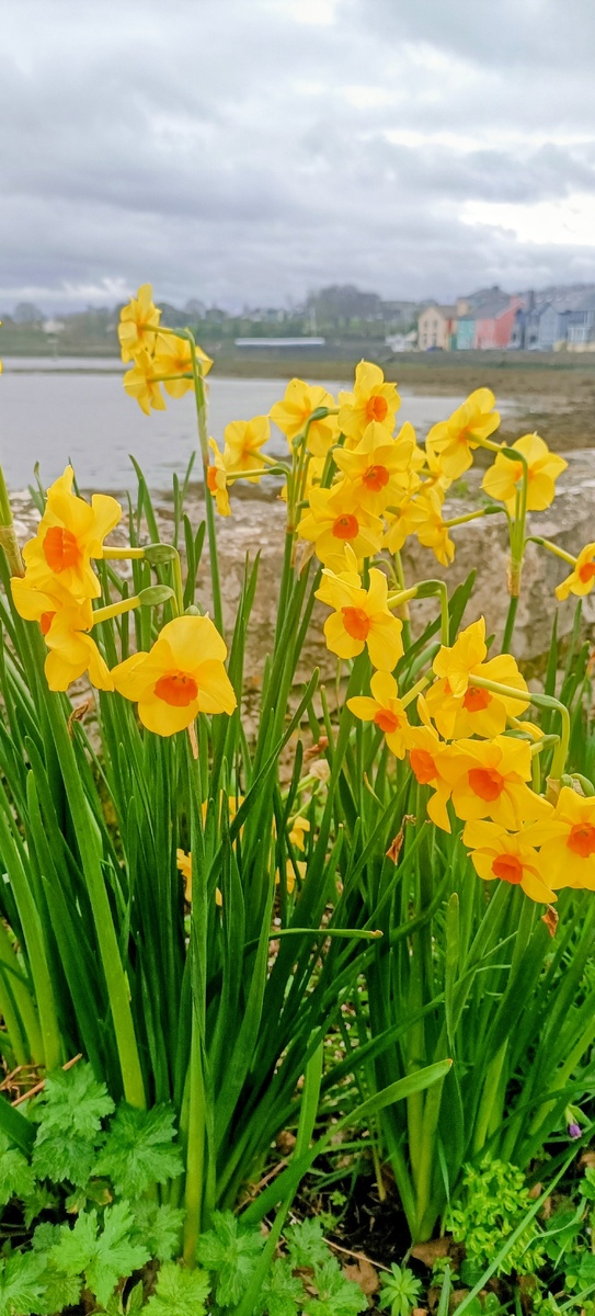 Kinvara. Атлантическое побережье. Графство Galway. Ирландия. Фото автора 