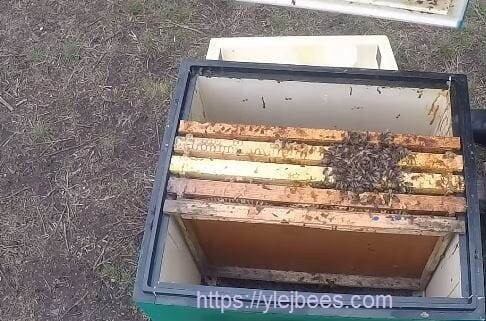 как спасать ослабленные пчелосемьи после зимы