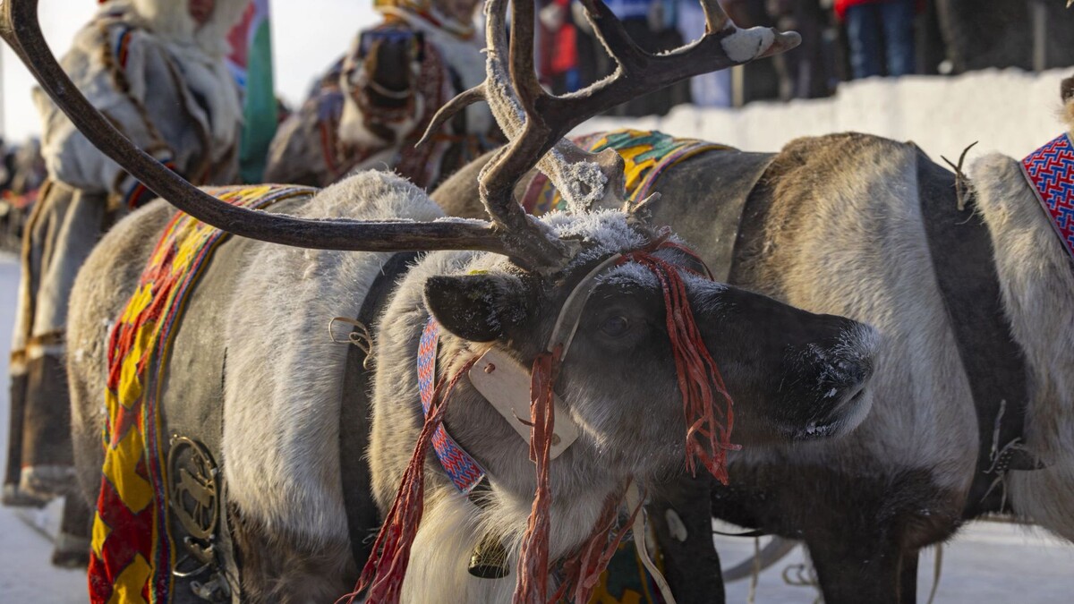    Фото: Никита Погодин/«Ямал-Медиа»