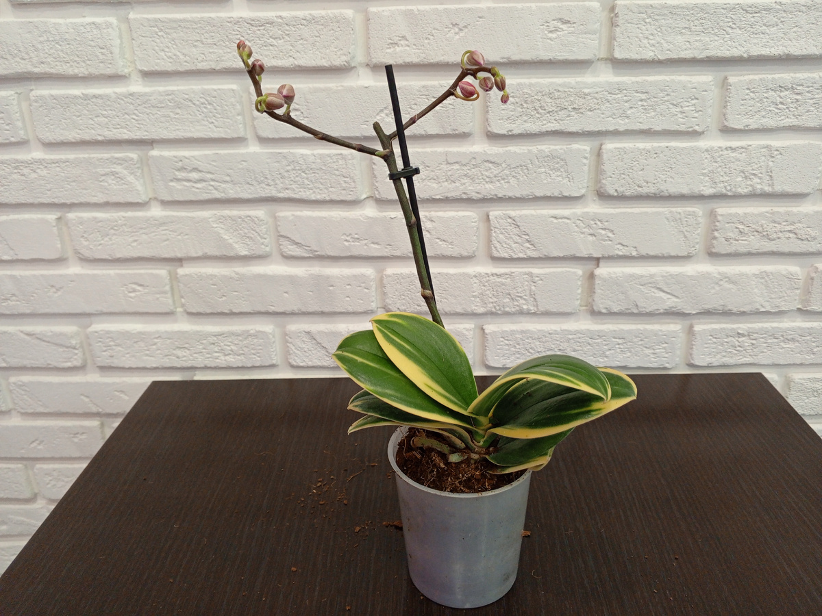 Мой новичок.