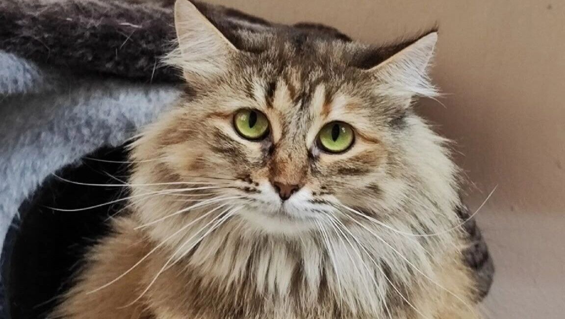   vk.com/приют «Котофонд»