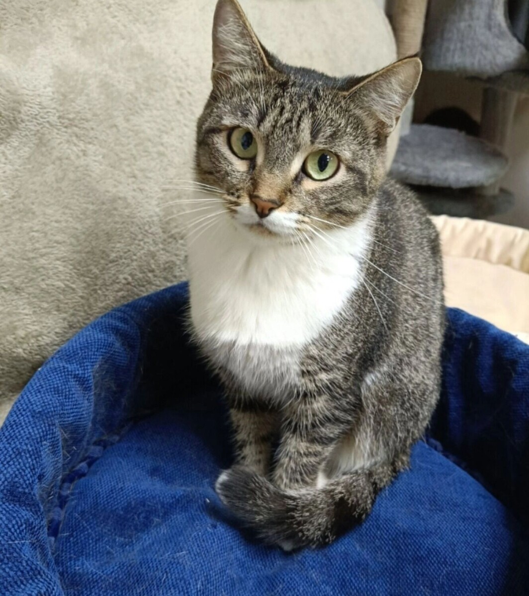   vk.com/приют "Котофонд"