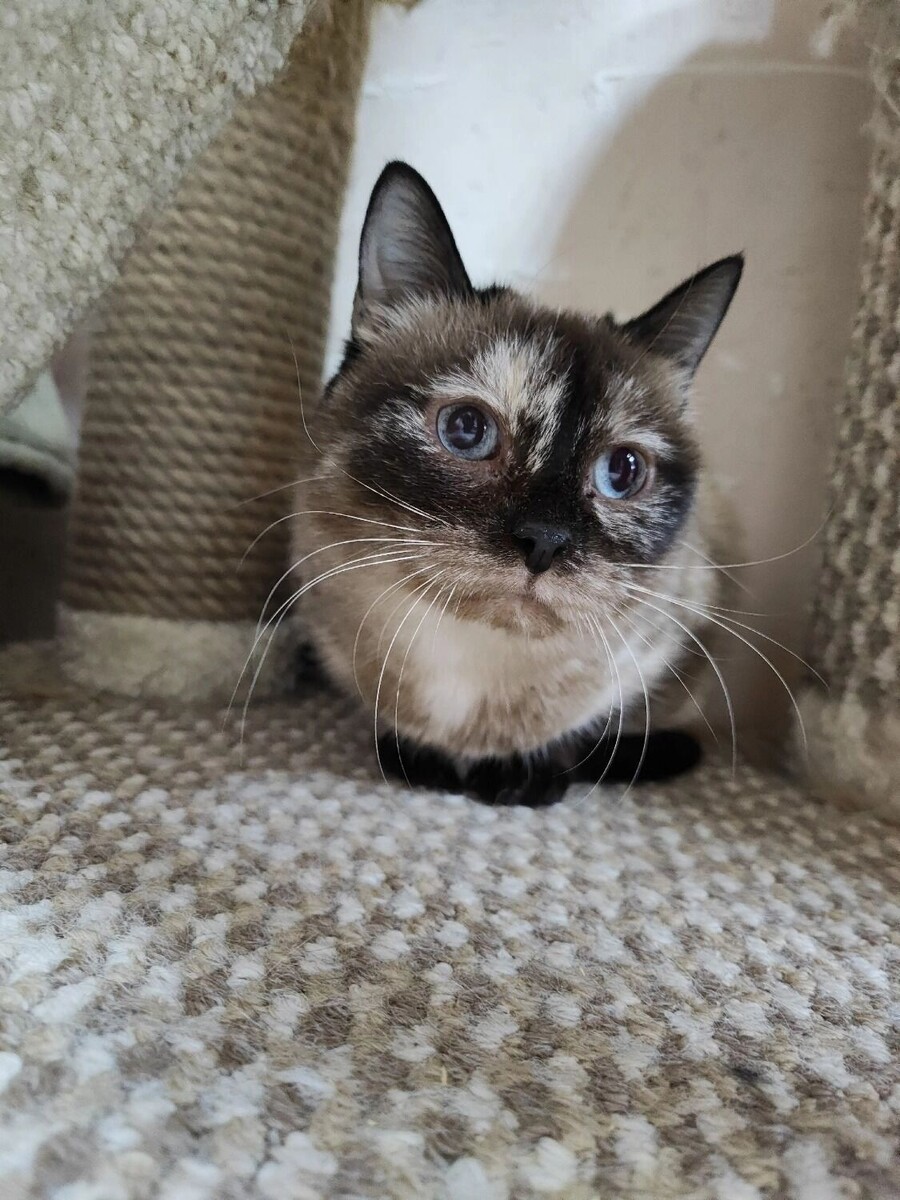   vk.com/приют «Котофонд»