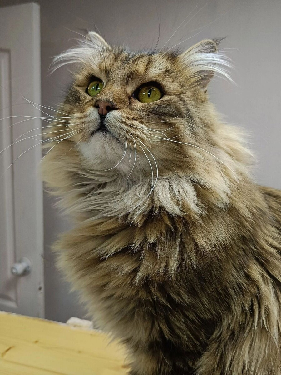   vk.com/приют "Котофонд"