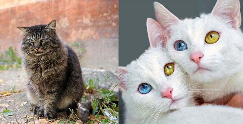 1) Dvorovus blohastus 2) Khao Manee (тай. ขาวมณี – «белый драгоценный камень»)