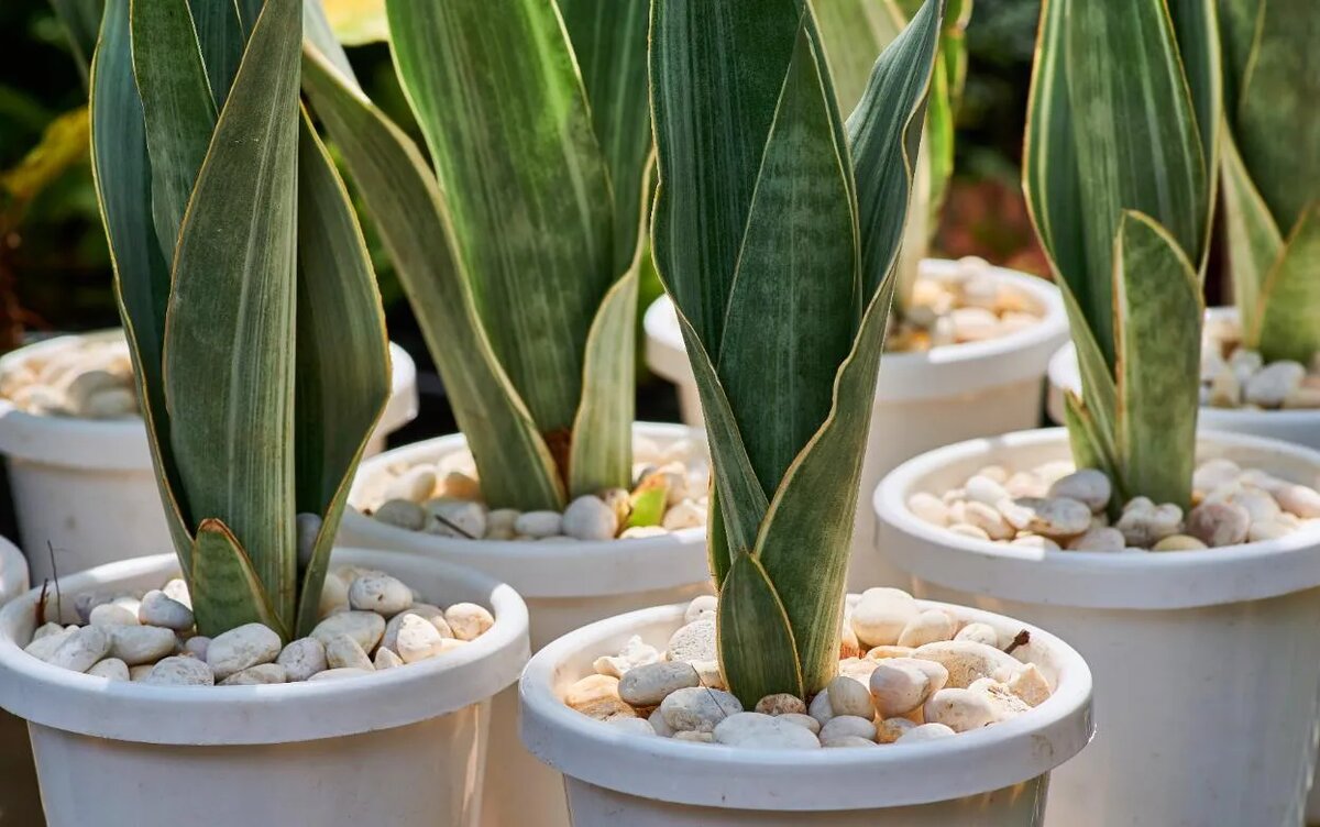    Выживут без полива: 10 комнатных растений, которые сложно погубить