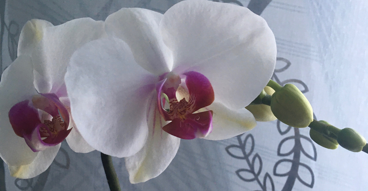 С праздником, дамы!