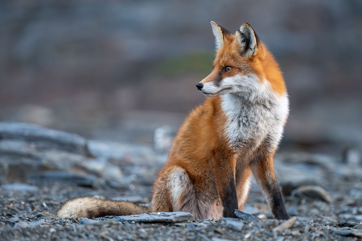 Рыжий гость.