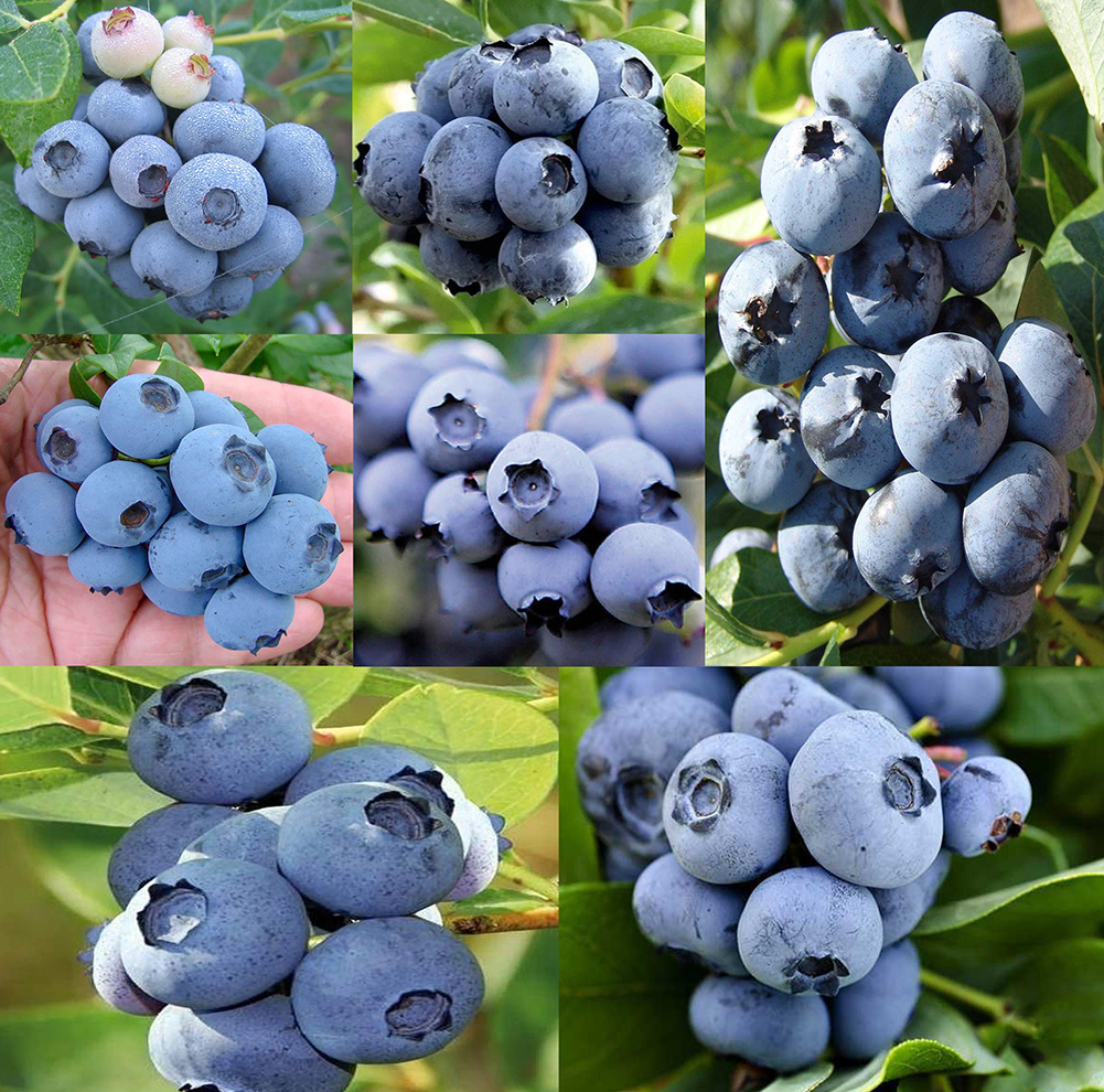 Урожайные сорта голубики