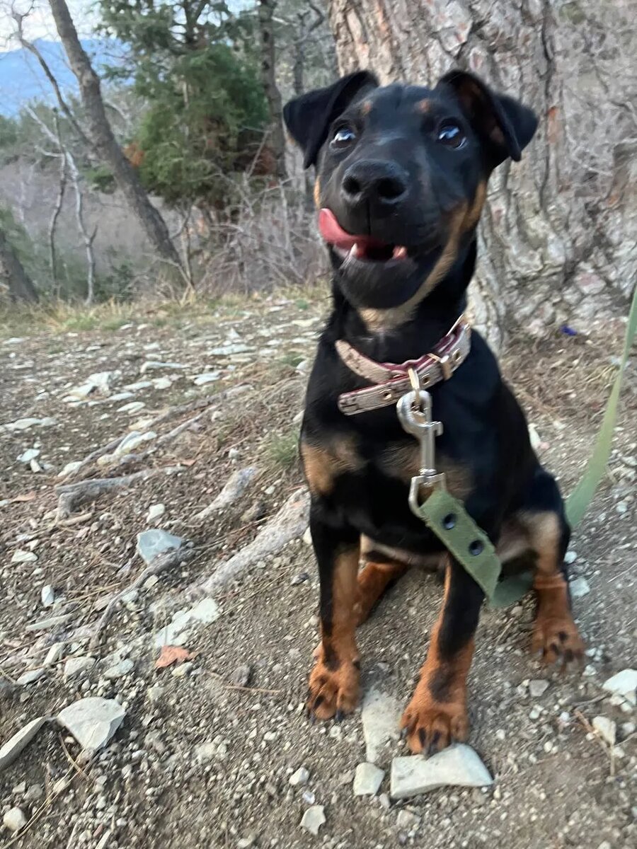 Прогулка в лесу с Ягдтеррьером. Взгляд на вкусняшку.