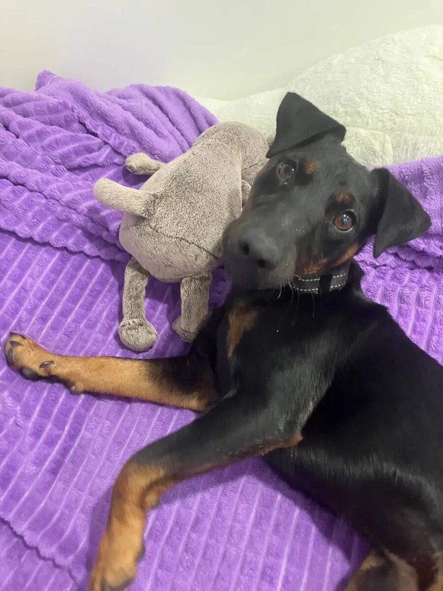 Диванный ягдтерьер