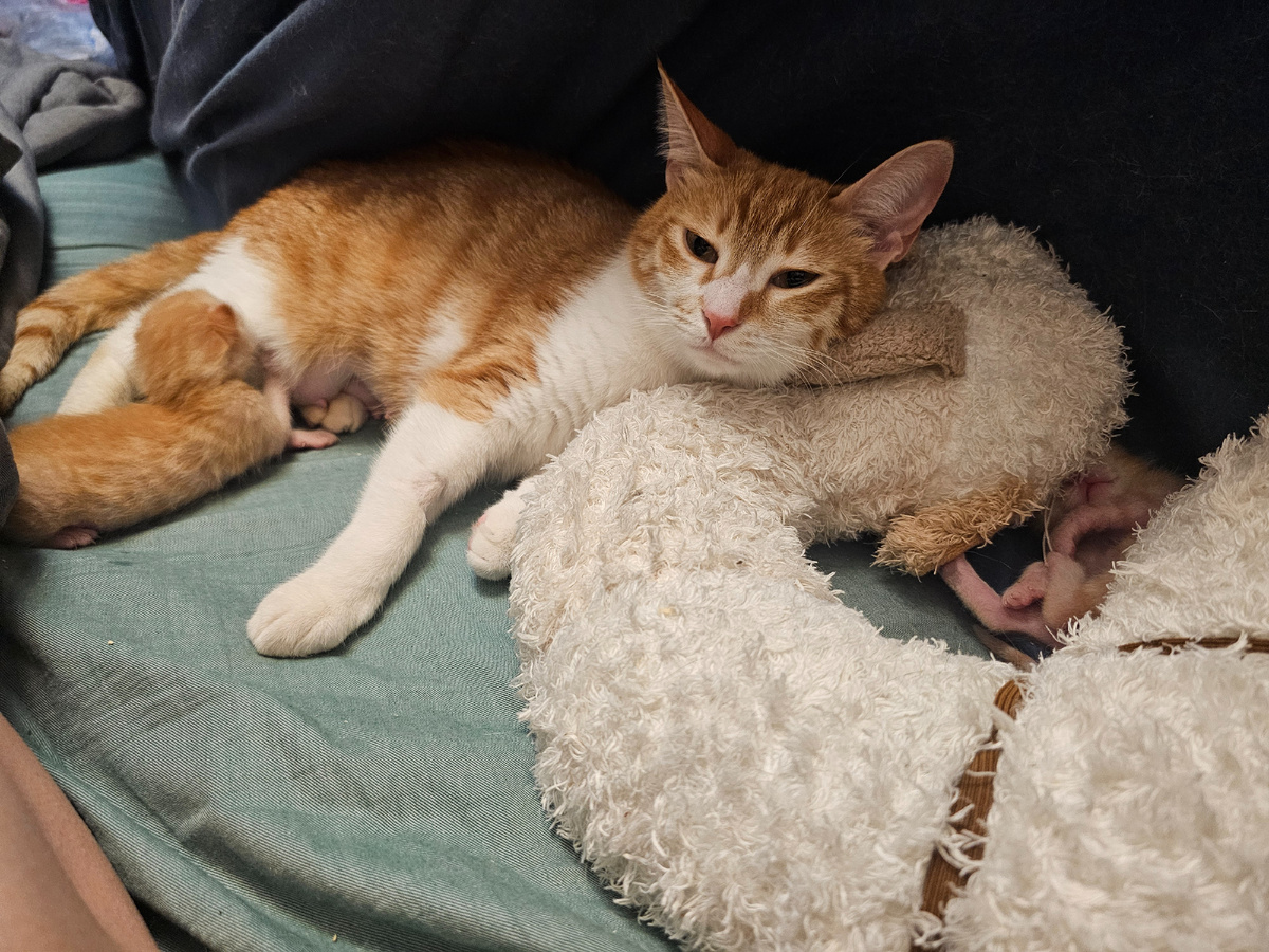 Фото автора. Мама кошка с малышами.