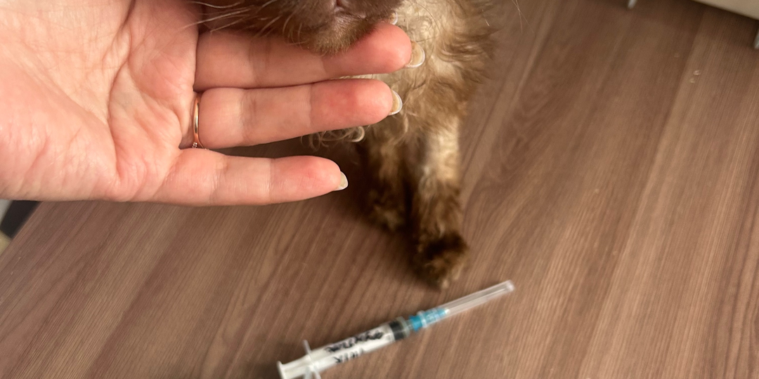 Фунтик - не просто кот, которого спасли из пожара. За ним скрывается непростая история