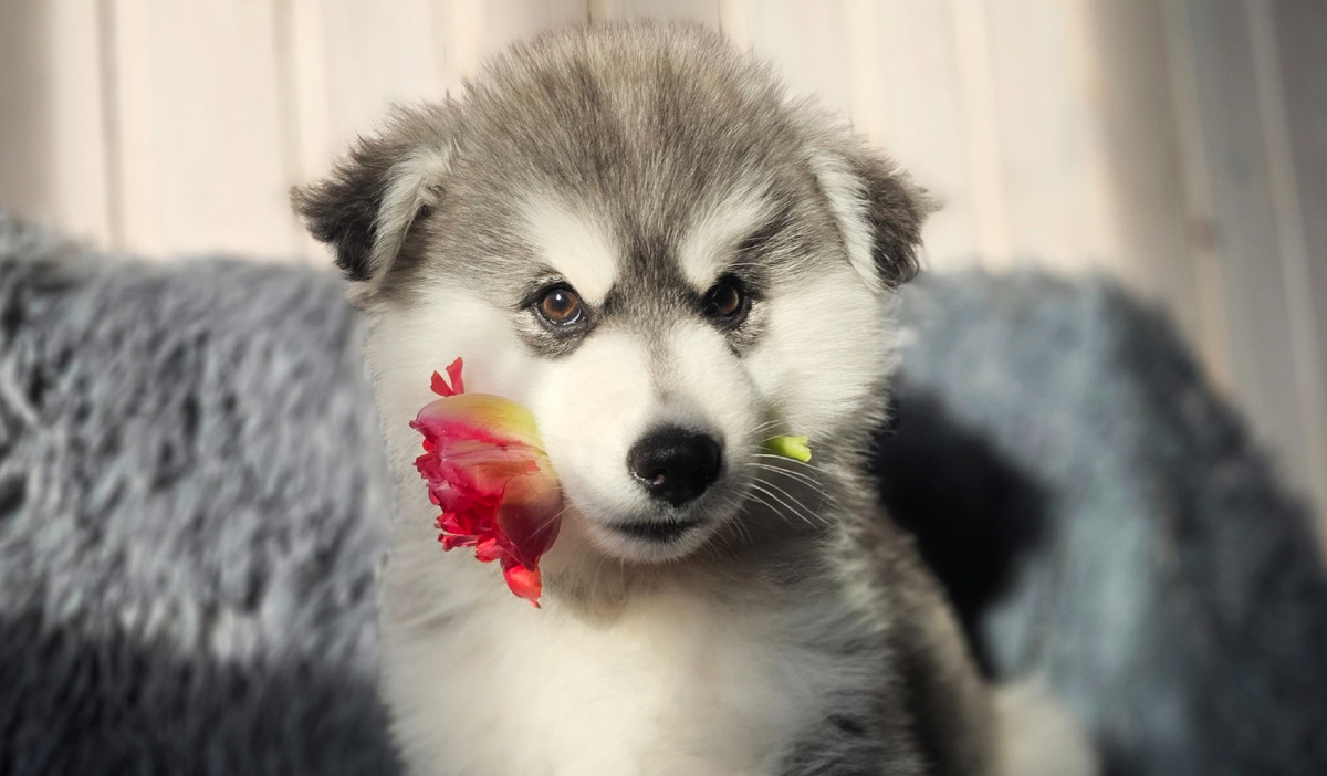 Мы к вам с цветами, 8 марта же