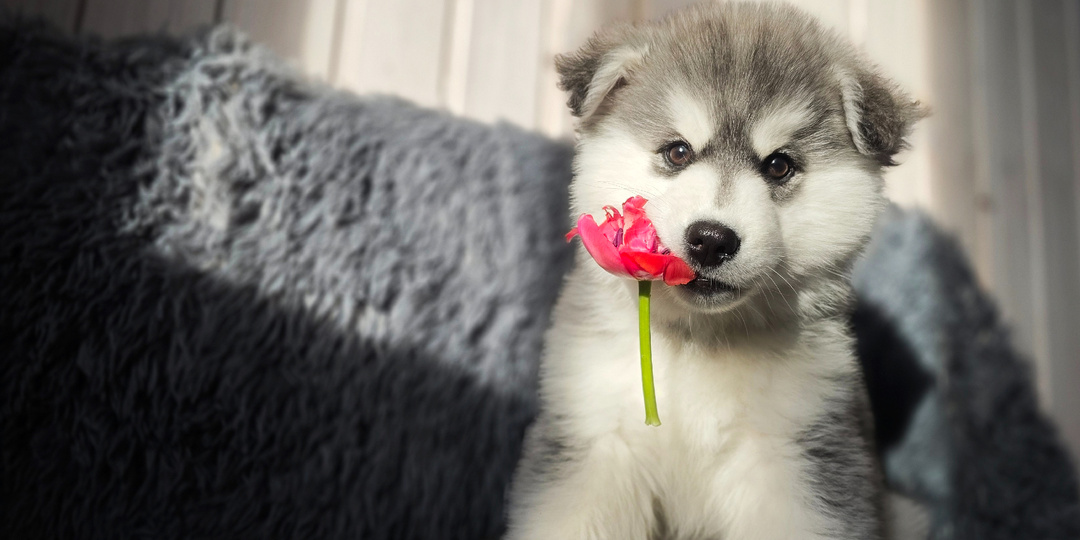 Главное событие 8 марта: +1 в стае... Такого щенка я еще не встречала
