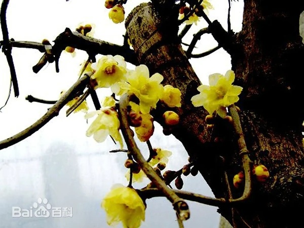 Сливы уезда Яньлин (鄢陵县) в саду, расположенном на аллювиальной равнине реки Хуанхэ на востоке провинции Хэнань