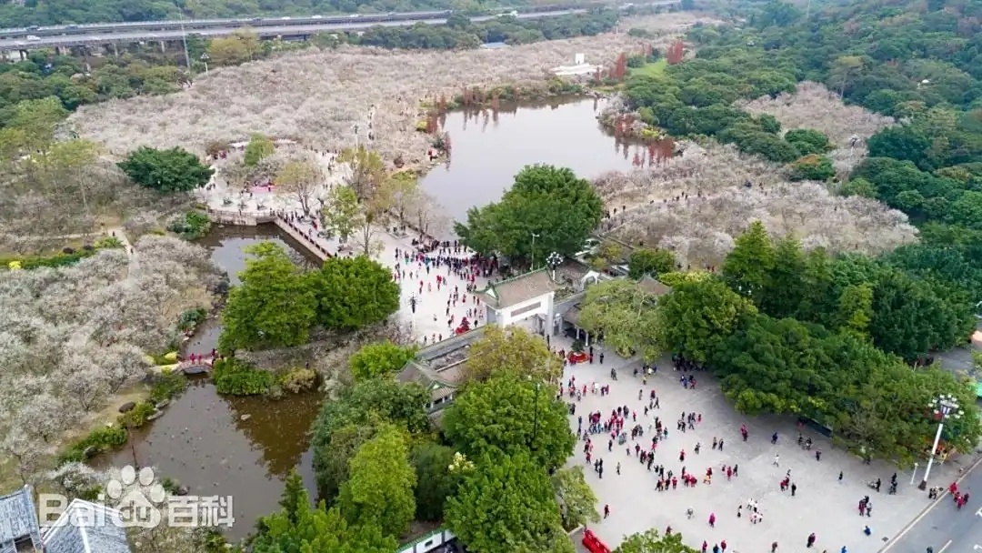 Сливовый сад с деревьями мейхуа с белыми цветками - «Ароматный снег Логана (萝岗香雪)» входит в число «Восьми живописных мест Гуанчжоу»