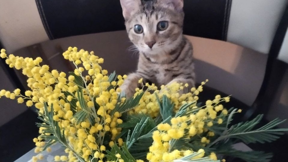 Лучший подарок на 8 марта своими руками?