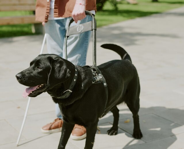 В России впервые утвердили ГОСТ для собак-поводырей