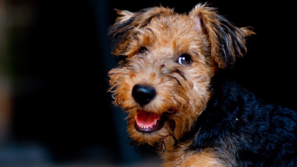    Понимание истинного значения «улыбки» собаки — ключ к гармонии в отношениях с питомцем