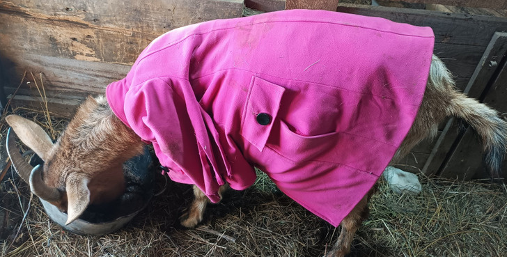 © ShefaNsk / Pikabu