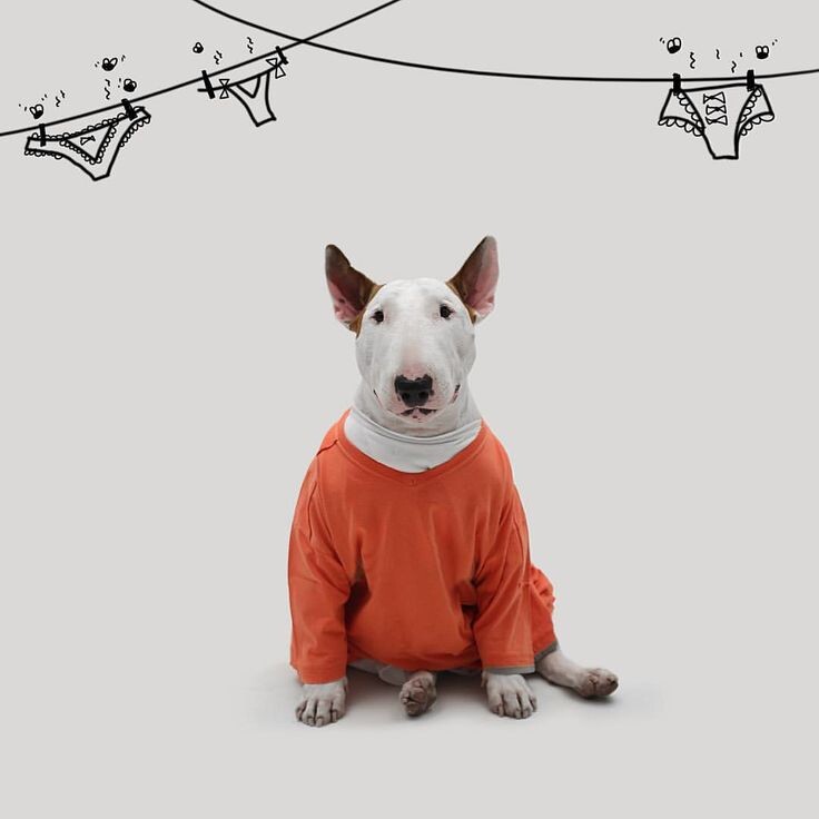 
Давайте честно: укутывать питомца в пуховик — это иногда жизненная необходимость, а иногда просто хайп, над которым смеются даже дворовые голуби. Разбираемся, где проходит грань между заботой и превращением пса в тепличное растение.

Когда одежда — это не прихоть, а спасение (и здесь без иронии):

1️⃣ Жертвы моды. Французские бульдоги, чихуахуа и прочие тойтерьеры — это такие дизайнерские ошибки природы (или селекционеров). Подшерстка нет, терморегуляция — ноль. При -7 им так же комфортно, как вам в купальнике на морозе. Гулять без одежды? Легко заработать цистит или панкреатит. Лечить потом будете долго и дорого, а могли бы просто купить комбинезон.

2️⃣ Ветераны и «хроники». Пожилой пёс с артритом на холоде превращается в статую. Мышцы сковывает, больно. Легкая попона творит чудеса — дедушка снова бегает за палками, а не думает о вечном.

3️⃣ Химическая атака. Городские тротуары поливают такой гадостью, что подушечки лап слезают быстрее, чем наклейки с нового айфона. Обувь здесь — не гламур, а противоожоговый костюм. 🐾

Кстати, о здоровье: Как бы тепло мы ни одевали собаку снаружи, основа здоровья закладывается изнутри. Сбалансированный сухой корм для собак Актив Фуд обеспечивает энергией даже самых мерзлятых чихуахуа и помогает поддерживать шерсть в норме, чтобы куртка не была единственным спасением.

Маркетинг чистой воды, или Когда хозяин перегрелся 🚫

Натягивать пушистый комбинезон на хаски или лайку — это моветон и издевательство. Эти ребята спят на снегу, грея нос пушистым хвостом. Одевая их, вы ломаете их естественную защиту и получаете на выходе не гордого северного волка, а неженку, который чихает от сквозняка. Зачем платить за то, что заложено природой?

Золотое правило гуляк ✅
Правило «нос-хвост» работает безотказно: собака должна начинать замерзать только в последние 5 минут променада. Если зубная дробь начинается через пару минут — срочно утепляем. Если несется галопом 20 мину