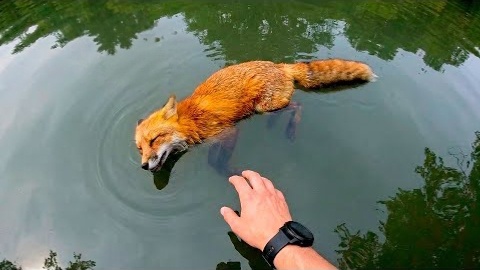 Николай Иванович когда рыбачил, увидел тонущую лису и помог ей. А она отблагодарила его когда это было необходимо больше всего