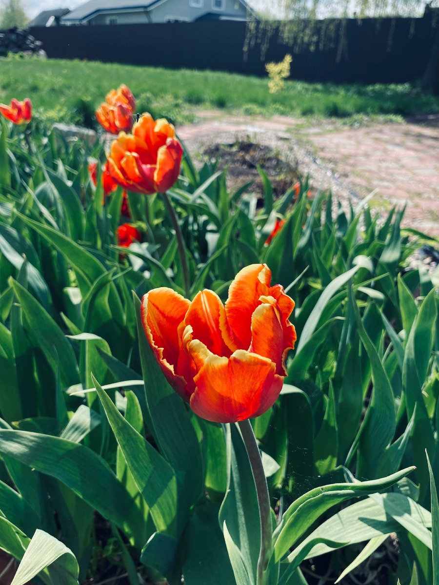 Еще пару месяцев и зацветет такая красота!