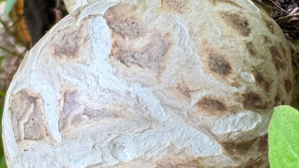 Дорогие женщины, с праздником! Здоровья крепкого и счастья