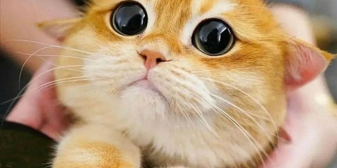 А вы тоже, уходя из дома, говорите коту, куда пошли и когда вернётесь?