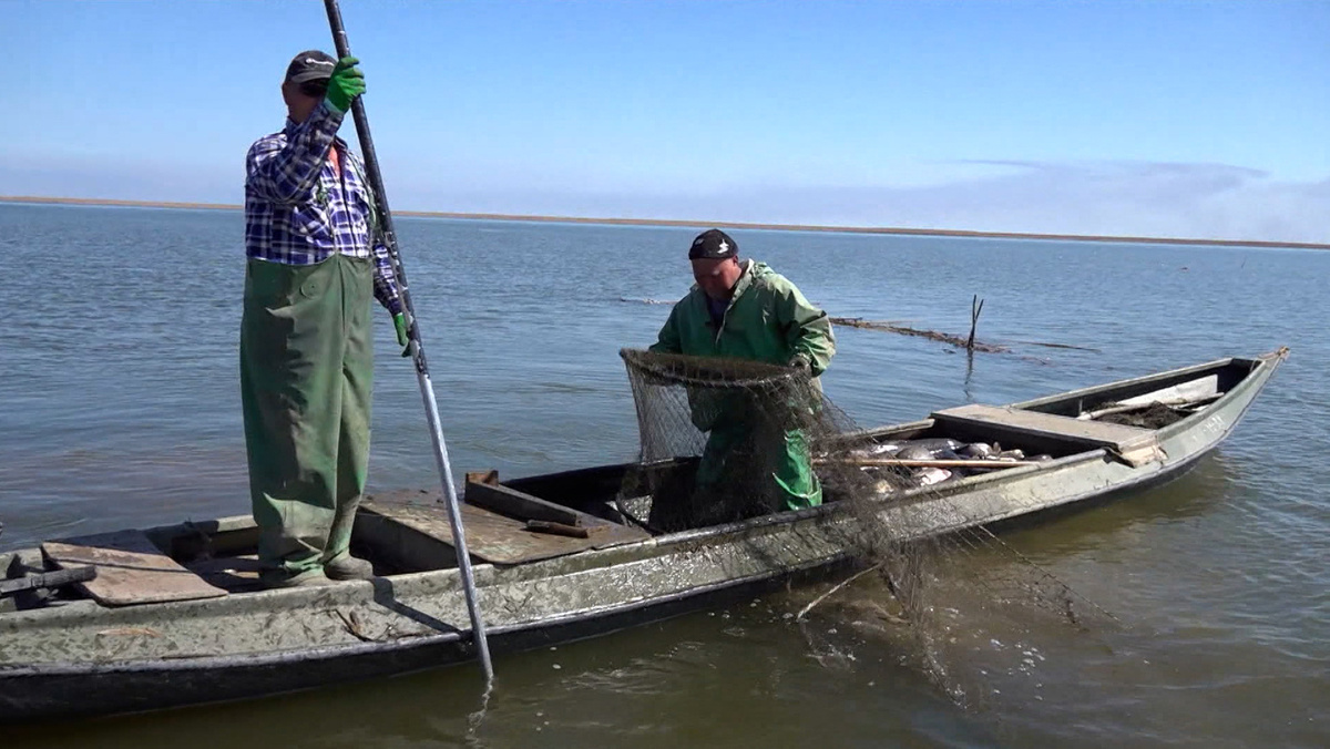   Вести. Дежурная часть. Вобла