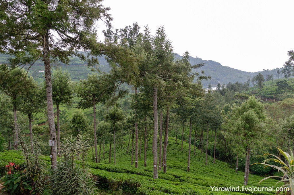 Нувара-Элия, Шри-Ланка