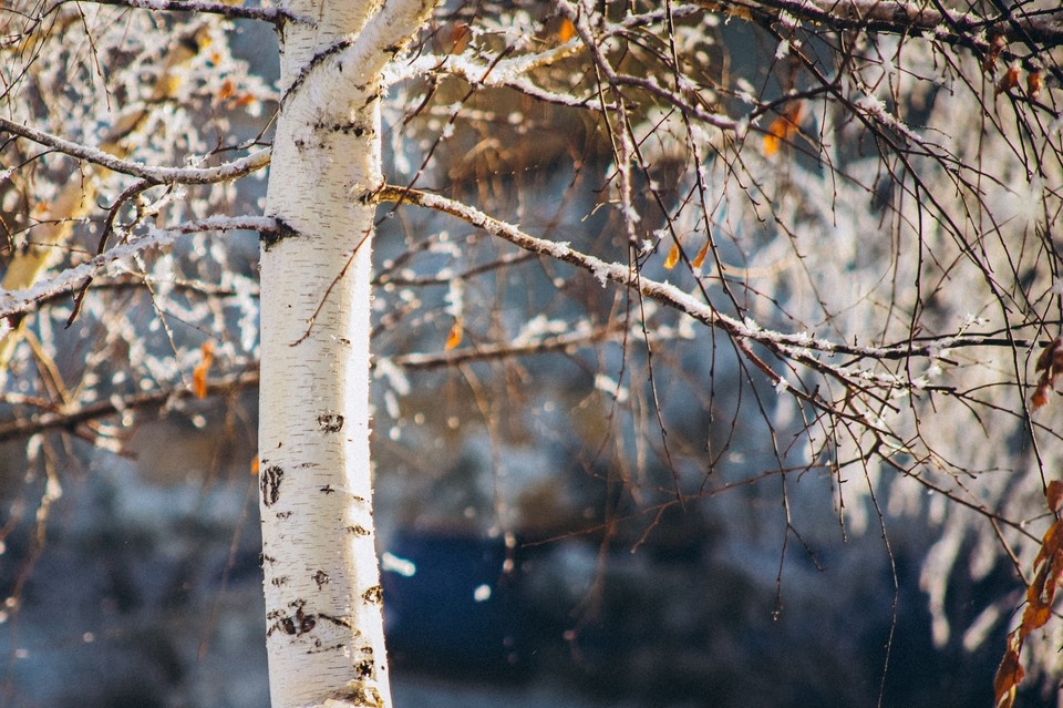   Яна Вежлева