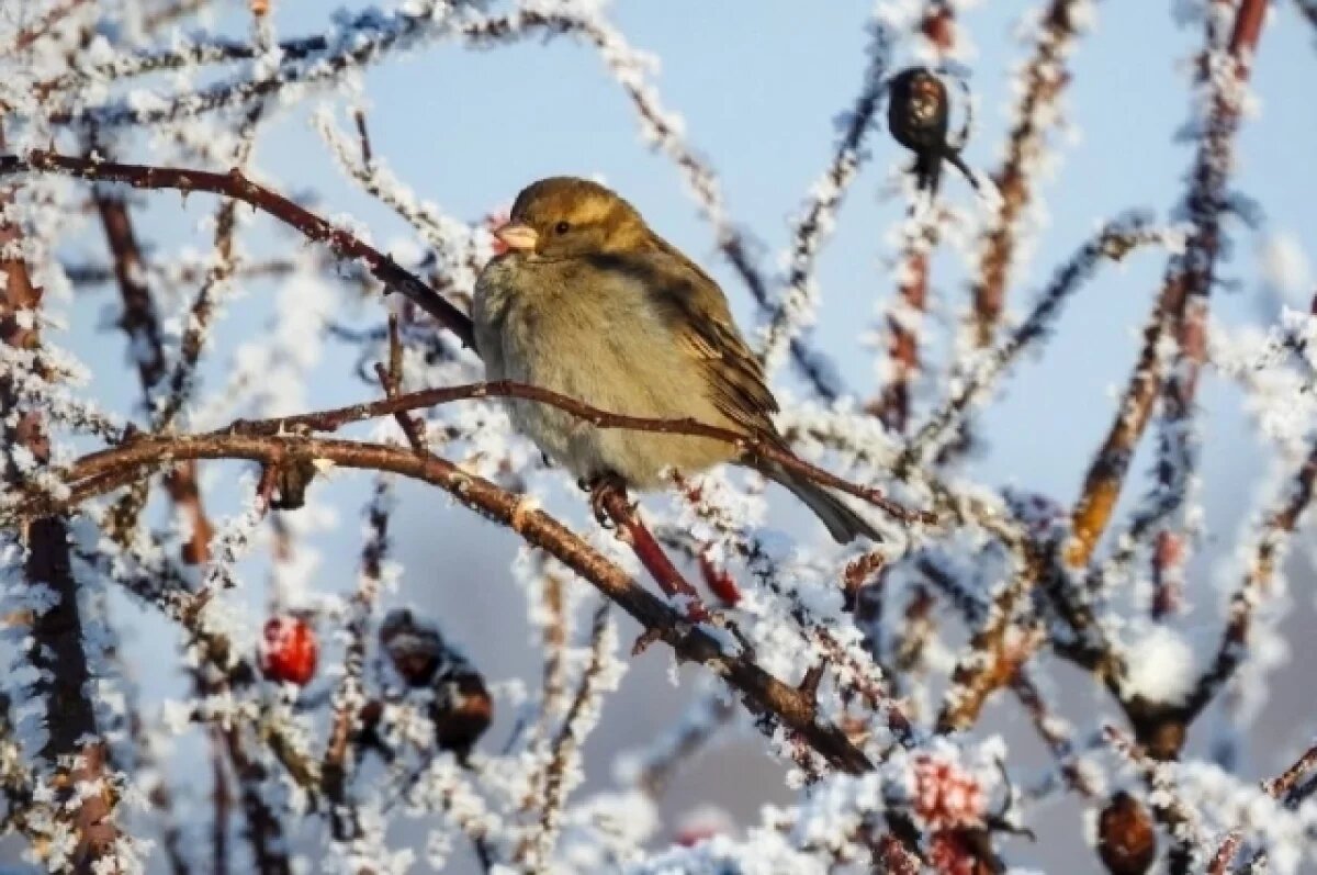    Домовой воробей, самка.