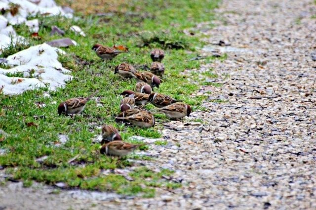    Полевые воробьи. Фото: АиФ в Туле/ Юлия Богомолова
