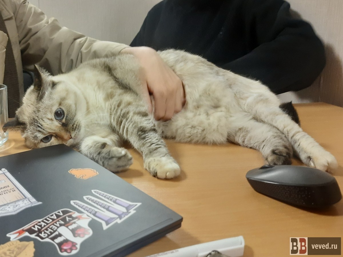     Фото: Вечерние ведомости